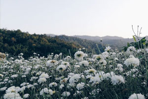 Chrysanthemum field Samoeng flower