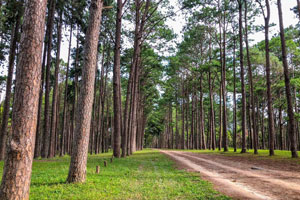 Doi Bo Luang Forest Park