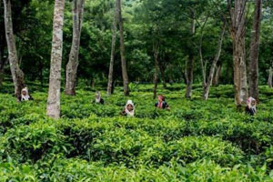 Arak Tea Plantation