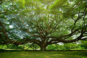 Giant Rain Tree