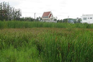 วัดลำผักชี วัดลำผักชี