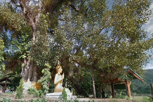 Wat Muang Kuet