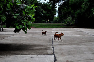 Wat Nong Ngok