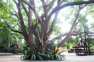 วัดภูผาทอง