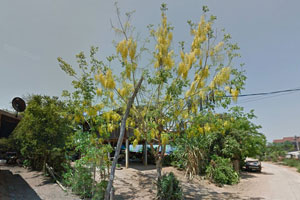 วัดบุปผาราม วัดบุปผาราม