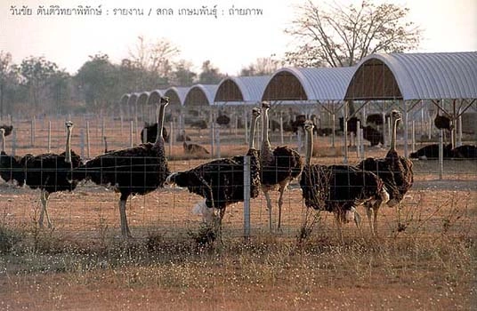 Ostrich Farm Nakhon Sawan
