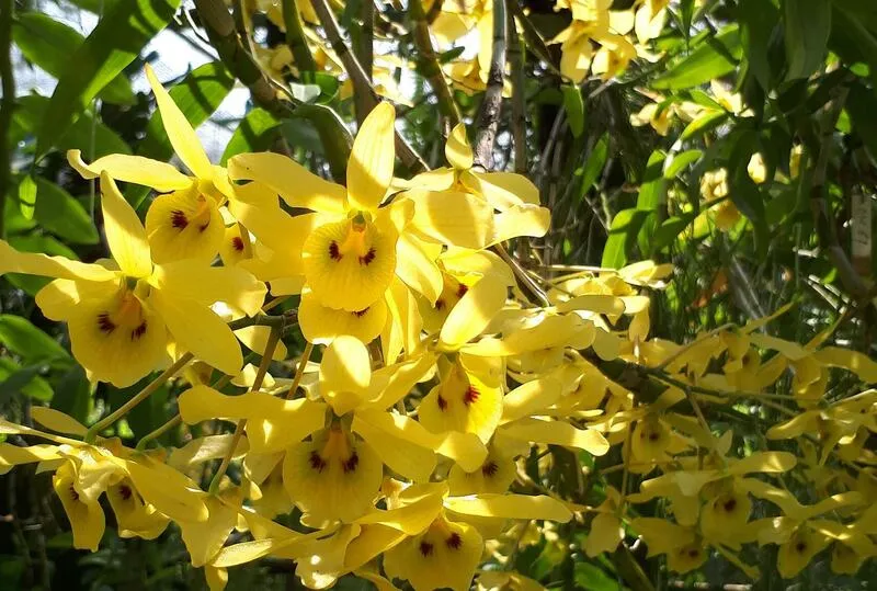 Pilaiporn Orchid Garden