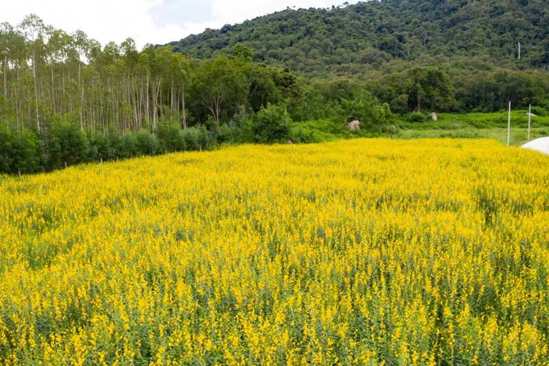 Khao Phu Don