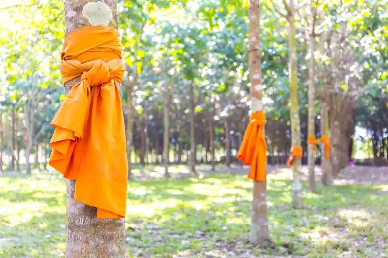ประเพณีบวชป่า วัฒนธรรมภาคเหนือ ประเพณีบวชป่า วัฒนธรรมภาคเหนือ
