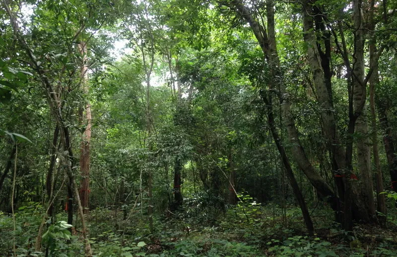 Ban Laeng Community Forest