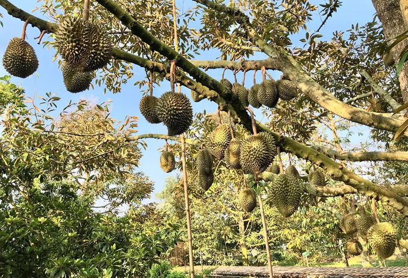 Agricultural Tourism Gardens