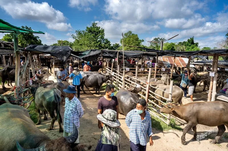 Cow-Buffalo Market Nong Ya Plong