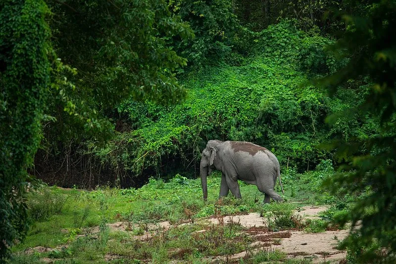 Thung Yai Naresuan Huai Kha Khaeng Wildlife Sanctuary