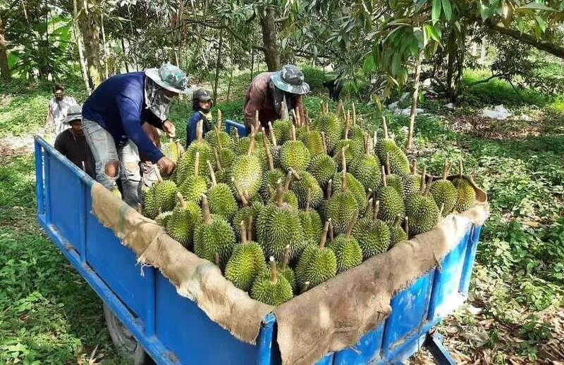 Chum Saeng Durian Orchards