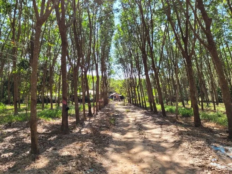 Rubber Plantations