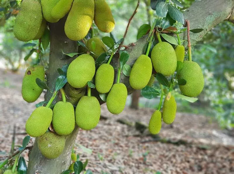 Jackfruit Orchards in Rayong