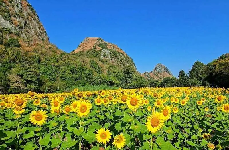 Sunflower Field