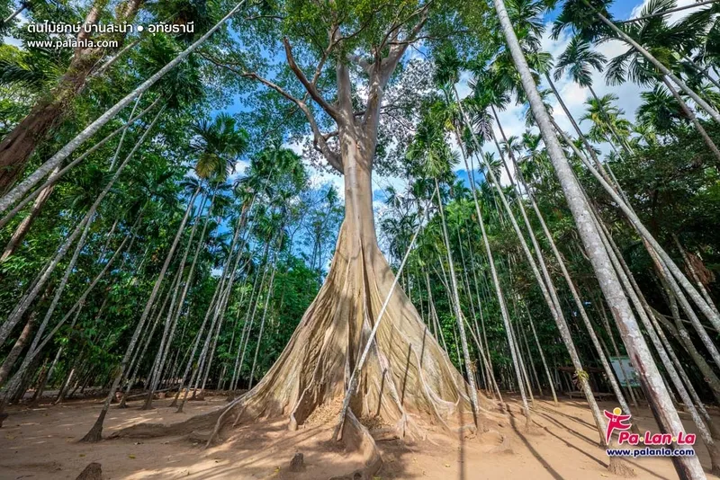 Giant Champa Tree Giant Champa Tree