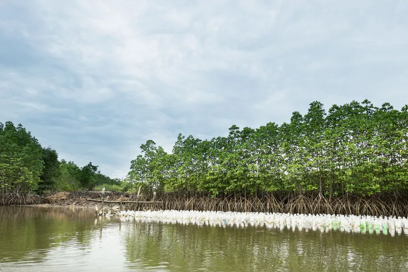 Mangrove Resource Development Station 2 in Welu River