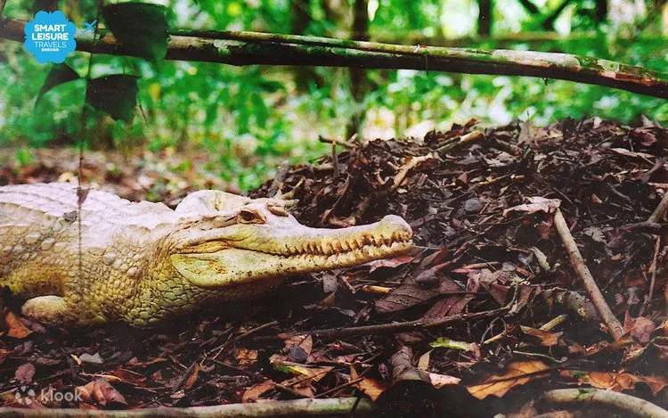 Chamsom Crocodile Farm and Zoo Chamsom Crocodile Farm and Zoo