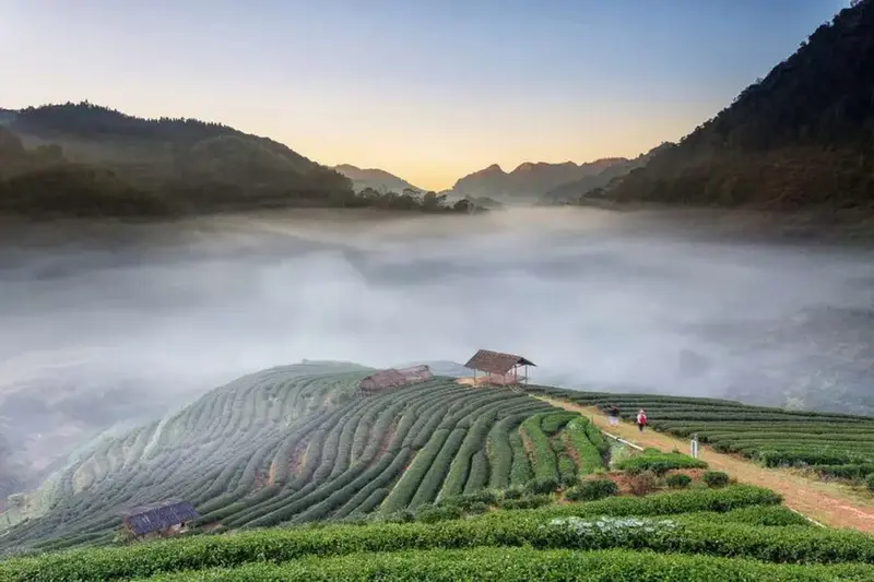 50 Must Visit Attractions in Chiang Rai