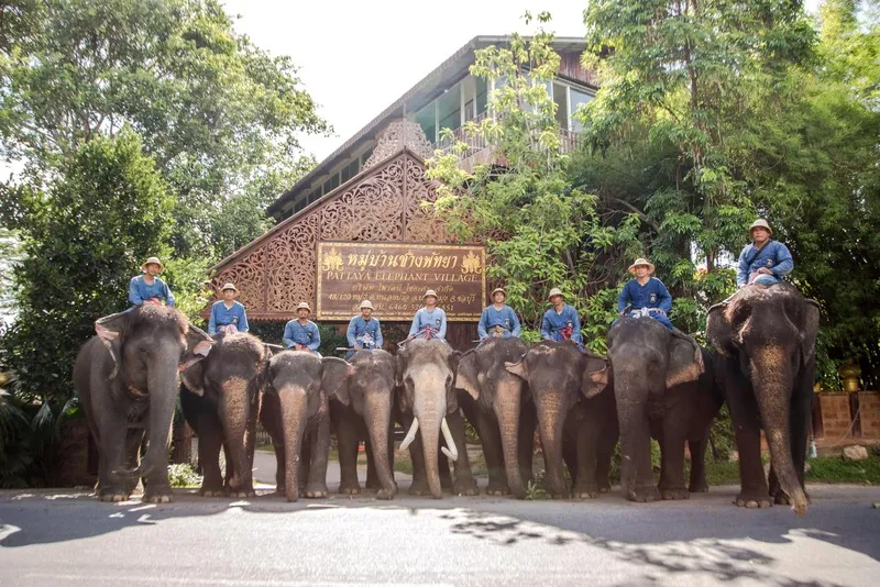Pattaya Elephant Village