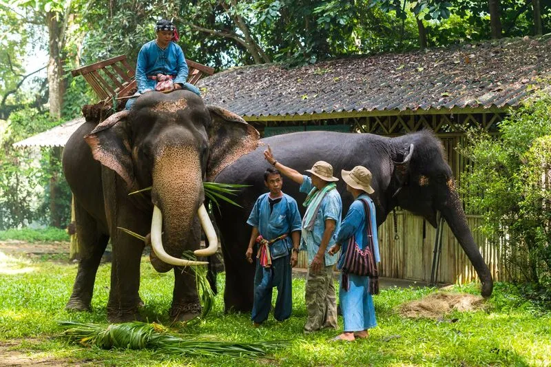 Thai Elephant Conservation Centre Thai Elephant Conservation Centre