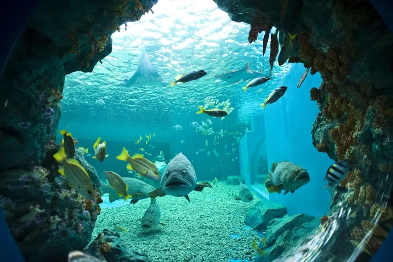 Marine Science Institute