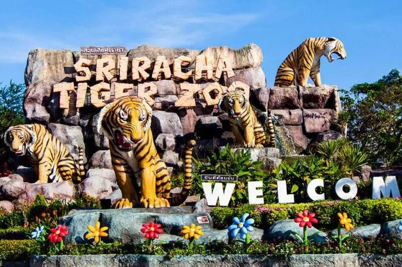 Sriracha Tiger Zoo