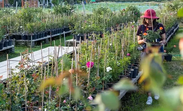Rak Mit Rose Garden