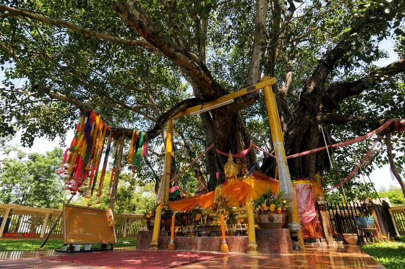 Ton Pho (Banyan Tree) at Wat Si Maha Pho