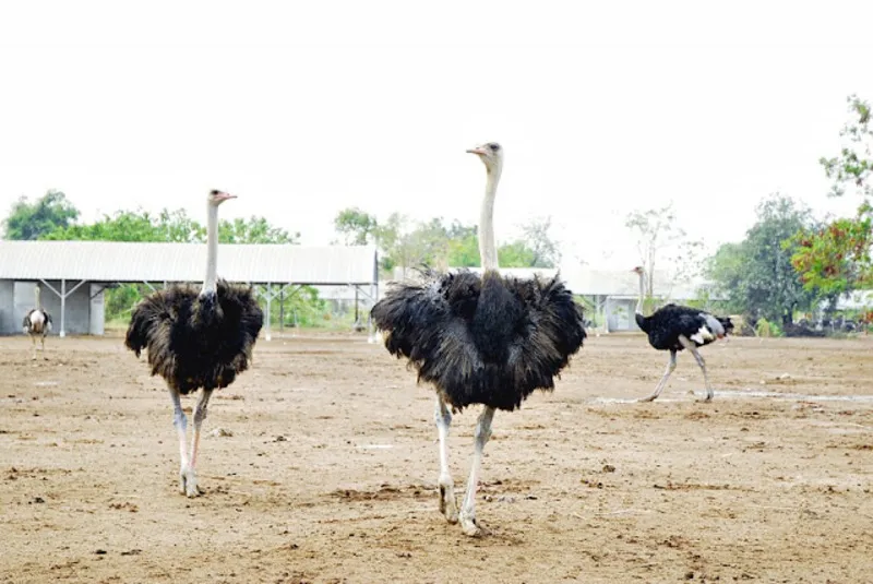 Kajon Farm (Ostrich Farm) Kajon Farm (Ostrich Farm)