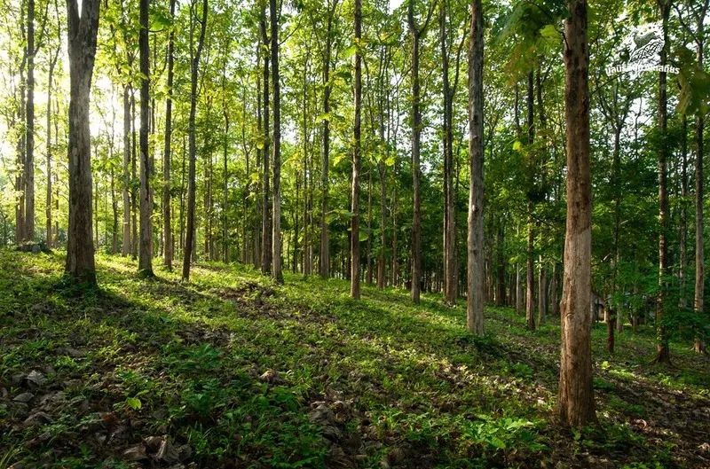 Yang Ngam Forest Park