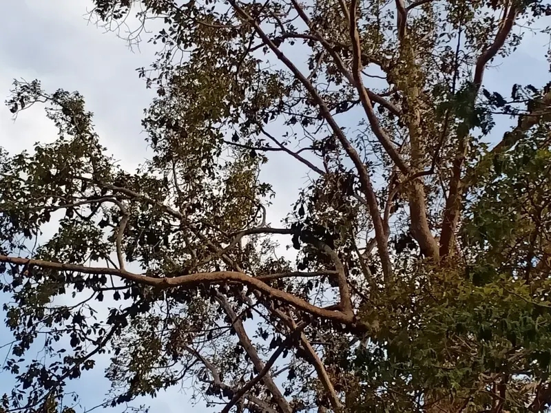 Flying Foxes