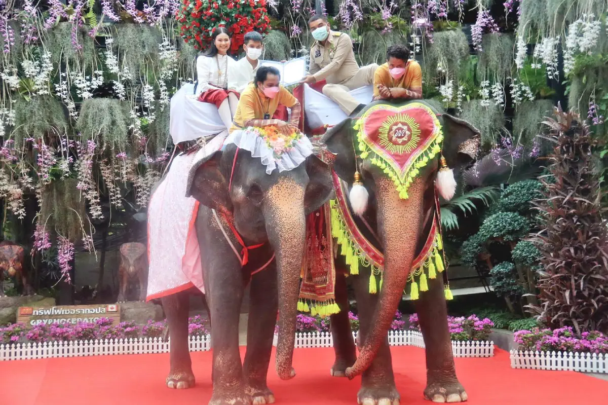 Khmer-Surin Wedding Tradition