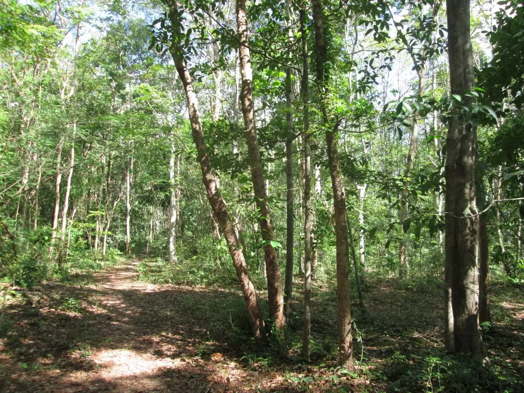 Nong Samet Community Forest