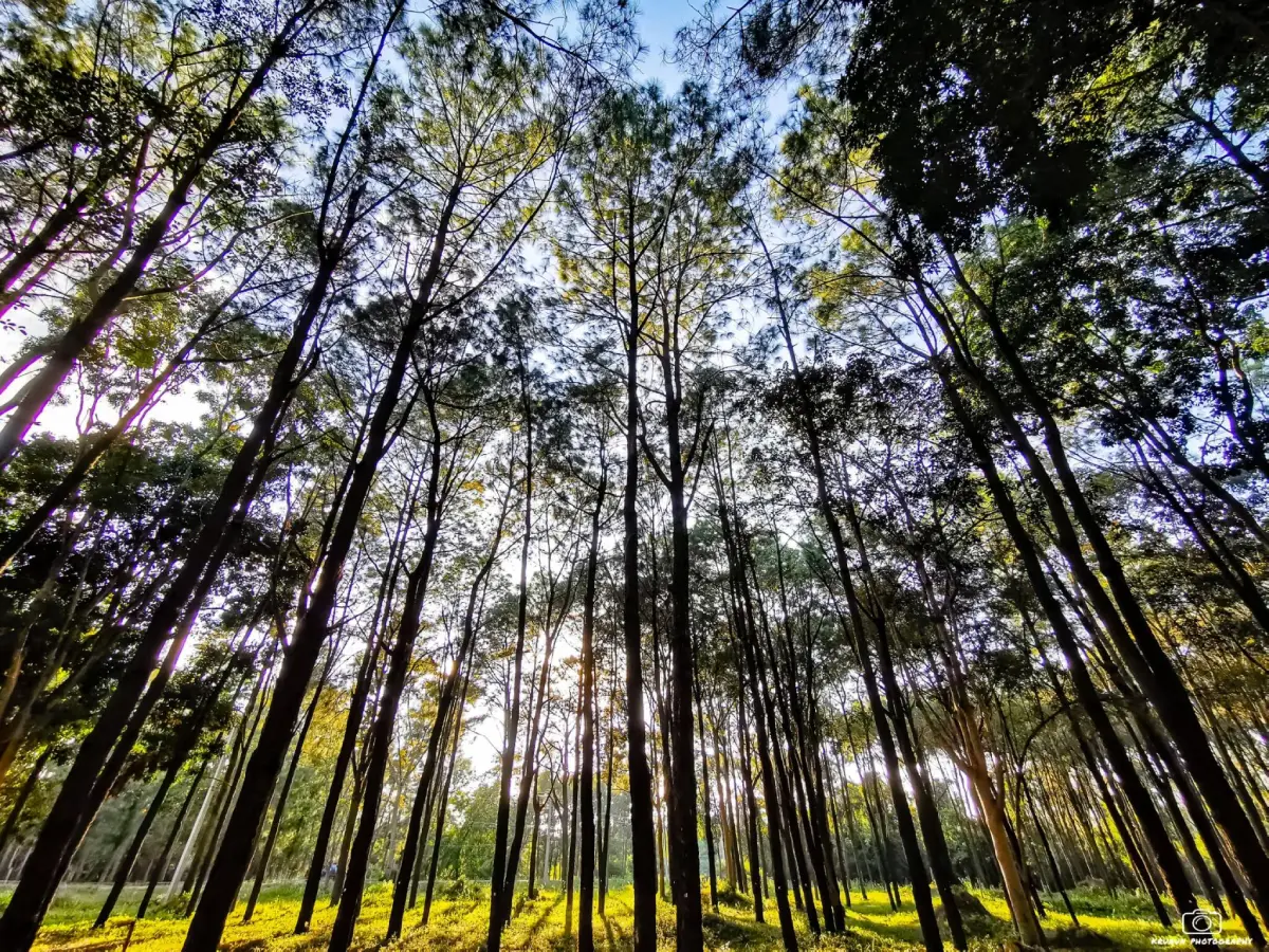 Surin Two-Needle Pine Conservation Area