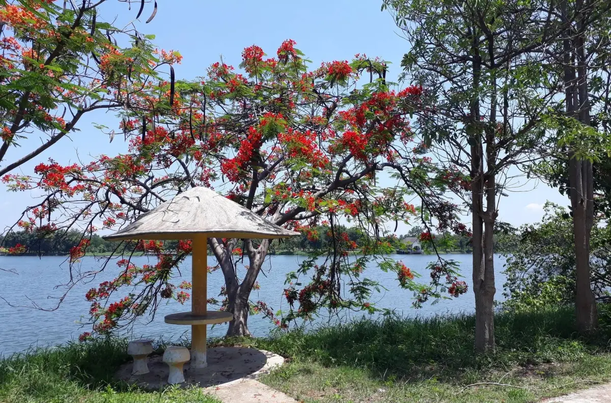 สวนสาธารณะหนองปลาเฒ่า
