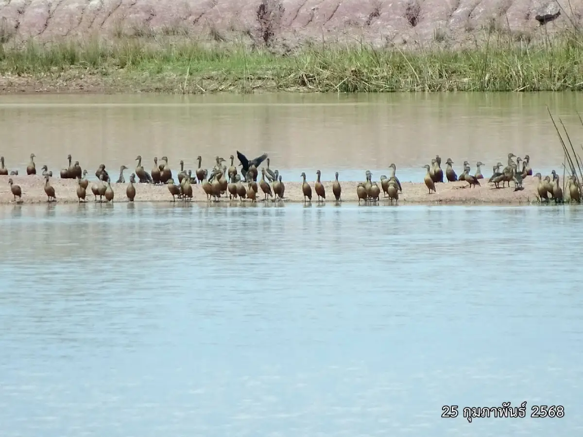 Wild Ducks