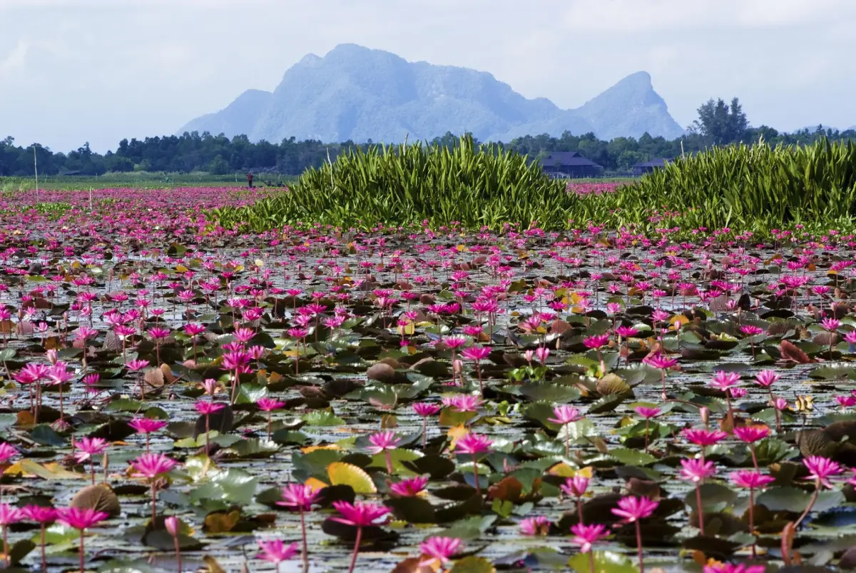 40 Best Places to Visit in Phatthalung Southern Thailand 40 Best Places to Visit in Phatthalung Southern Thailand