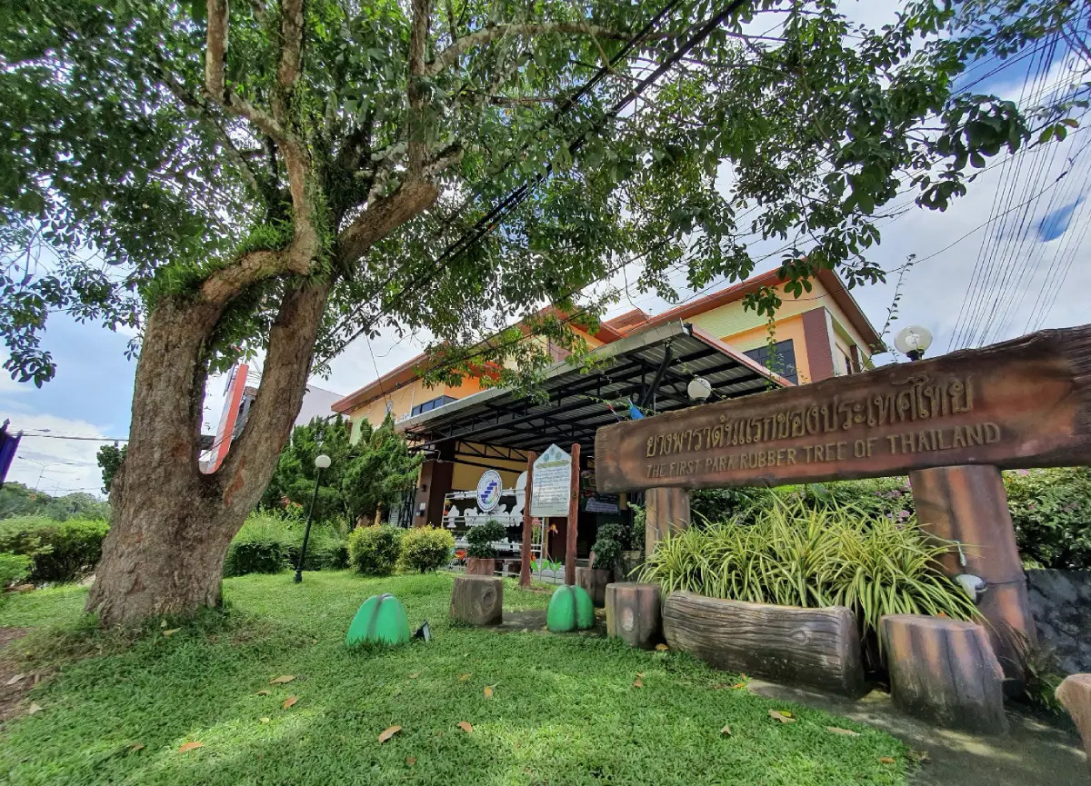 The First Rubber Tree in Thailand