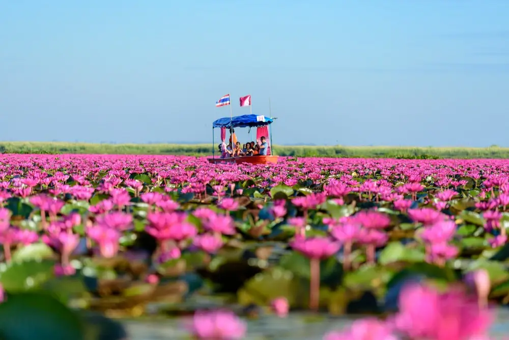 Red Lotus Sea Red Lotus Sea