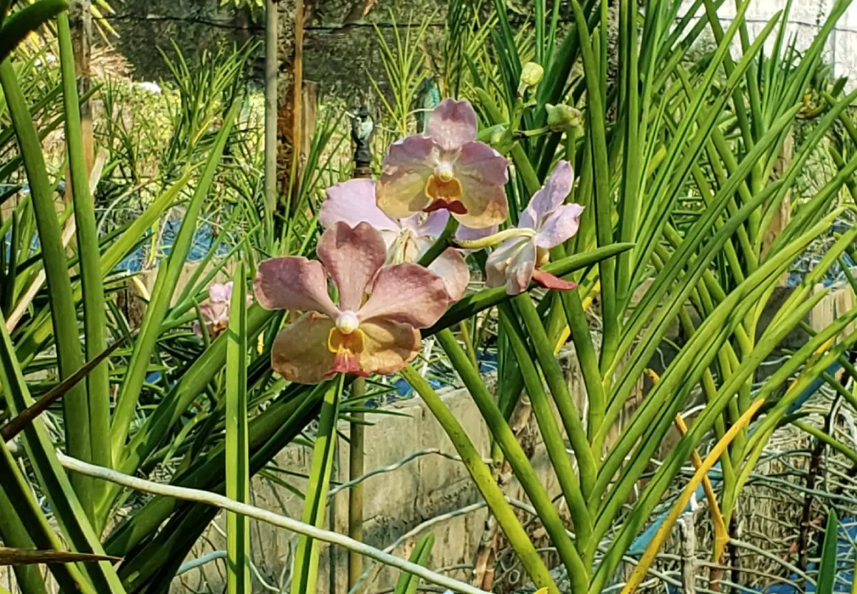 Udon Sunshine Fragrant Orchid Garden