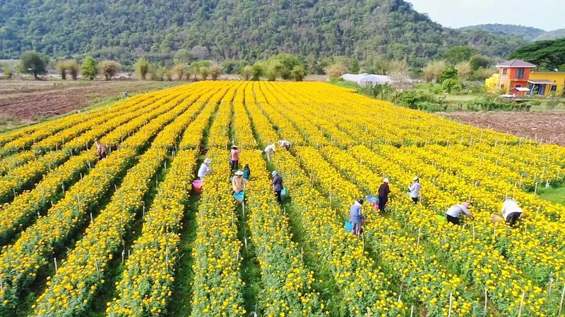 Marigold Farms Marigold Farms