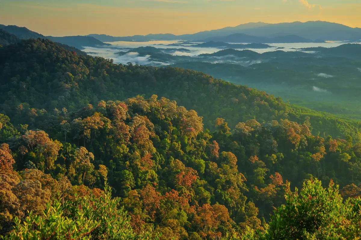 Hala-Bala Wildlife Sanctuary / Southern Phra Namma Phithai Forest Park Hala-Bala Wildlife Sanctuary / Southern Phra Namma Phithai Forest Park
