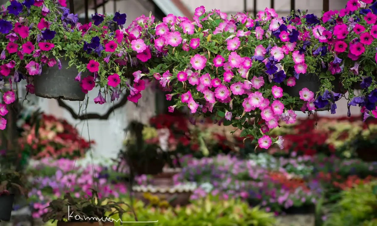 Khamnuan Nursery