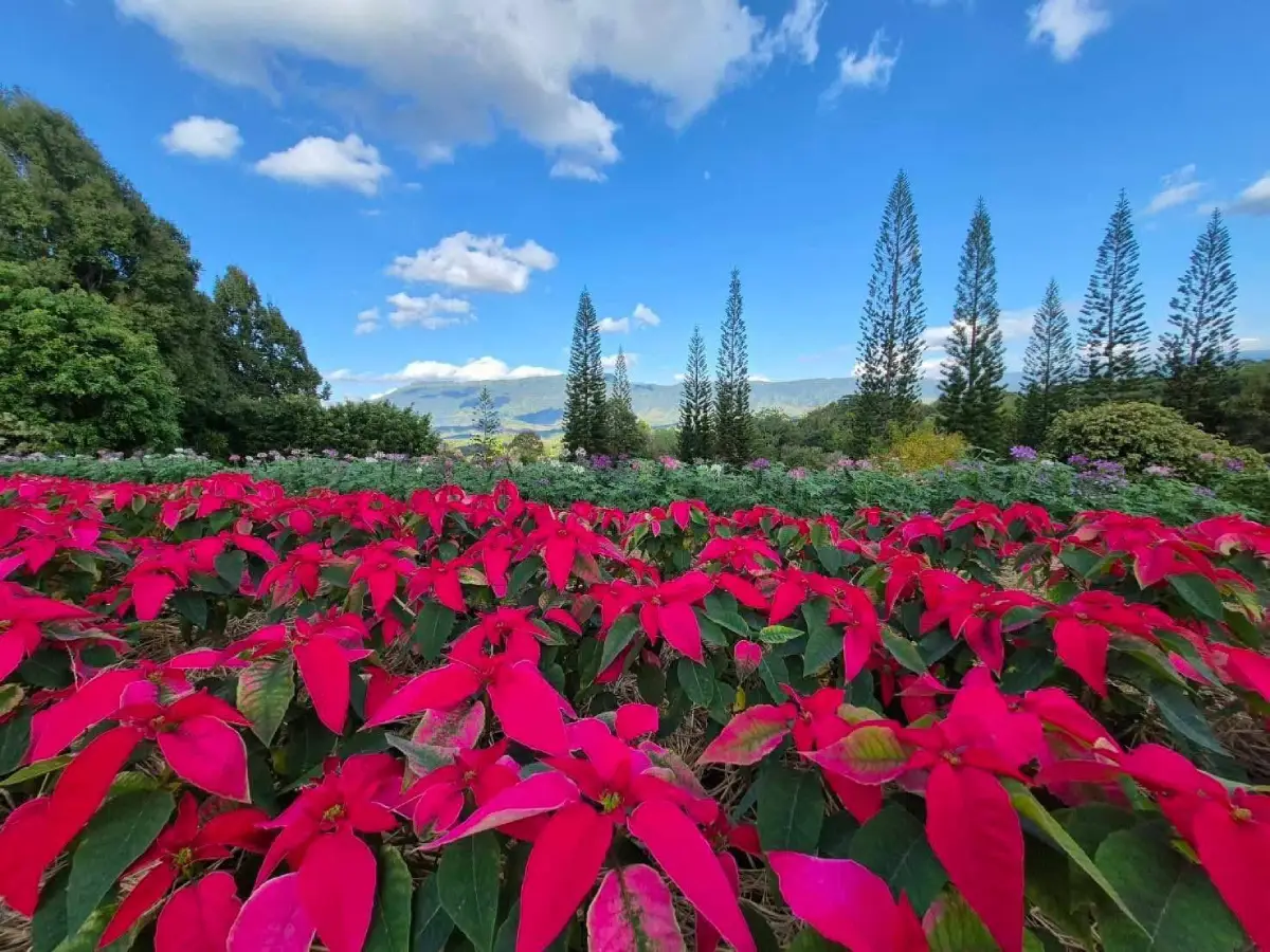 Phu Ruea Highland Agricultural Experiment Station