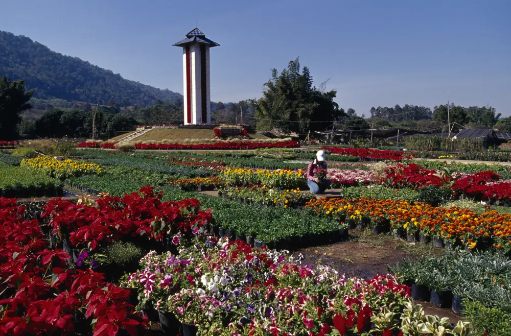 Ban Nong Bong Flower and Ornamental Plant Market