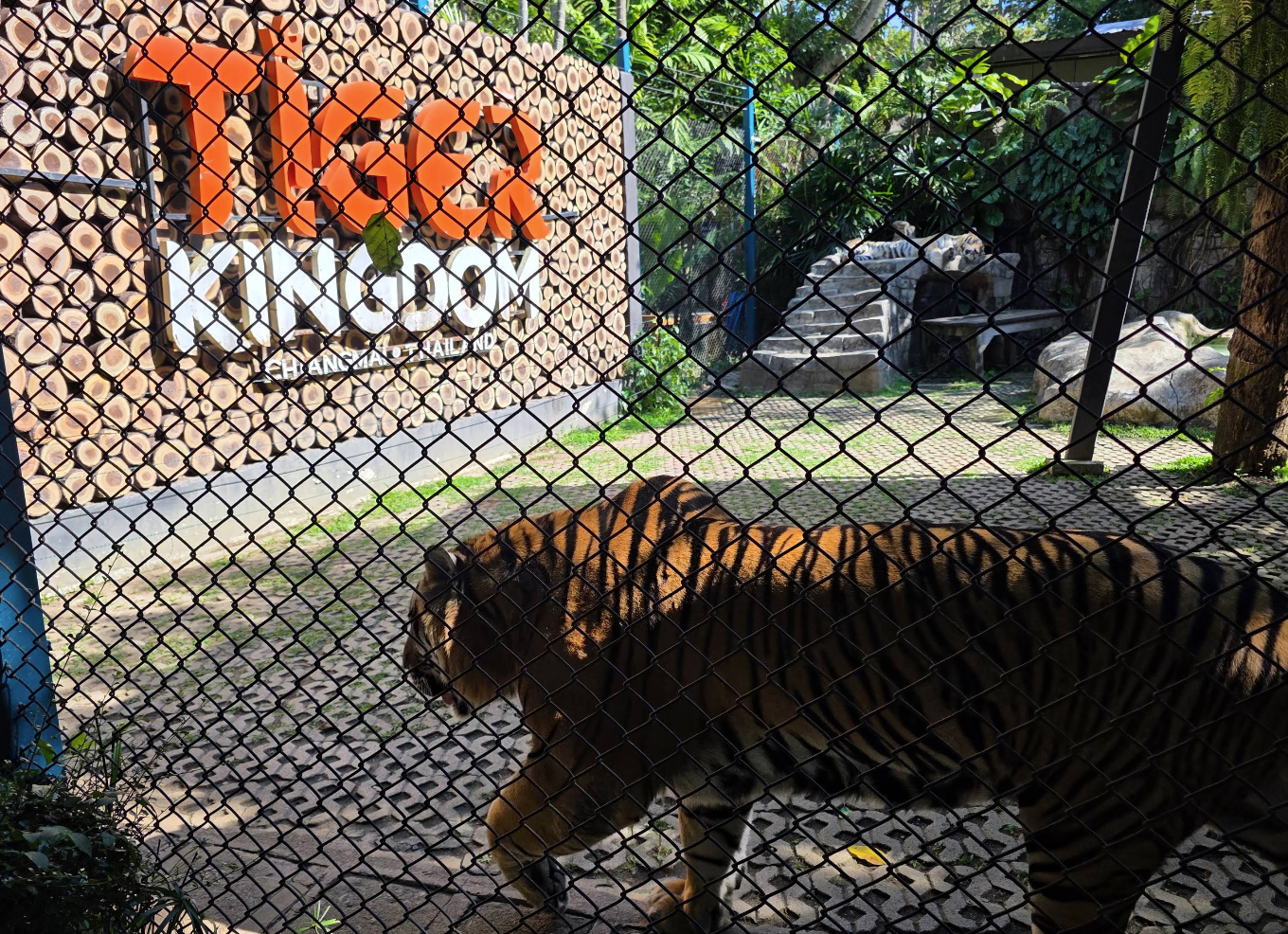 ไทเกอร์คิงดอม แม่ริม จังหวัดเชียงใหม่