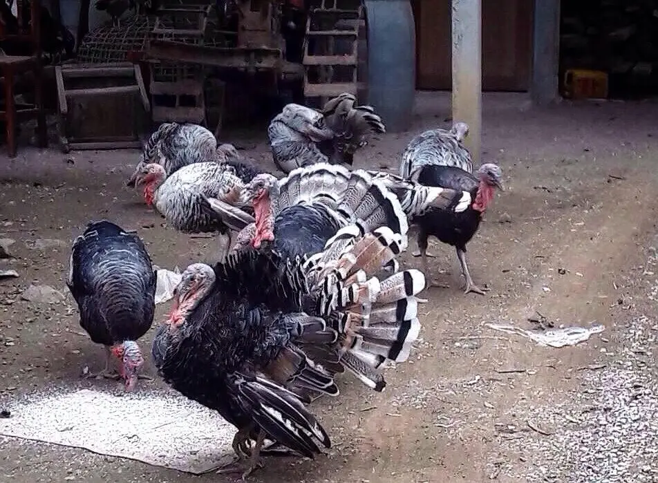 Mueang Loei Turkey Farm